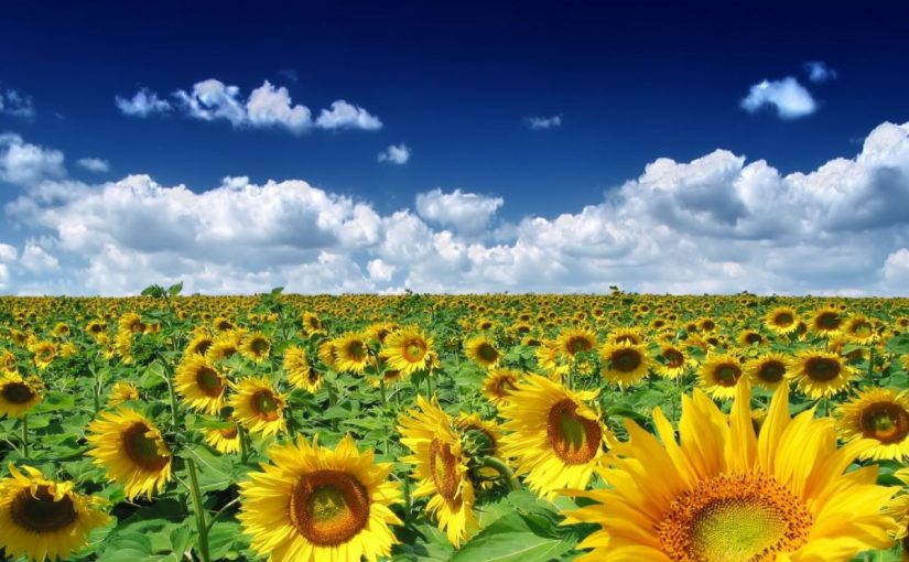 Significado del sueño del girasol - Significados Gratis